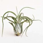 Air Plant, Tillandsia caput medusae (Medium) - Plant - APT-280084