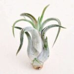 Air Plant, Tillandsia caput medusae (Small) - Plant - APT-627946