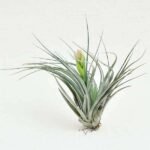 Air Plant, Tillandsia Cotton King - Plant - APT-928431