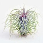 Air Plant, Tillandsia ionantha Guatemala (Large) - Plant - APT-903946