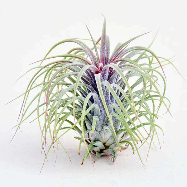 gog-plants-air-plant-tillandsia-ionantha-guatemala-large-plant-16968579350668.jpg