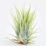 Air Plant, Tillandsia ionantha Guatemala (Medium) - Plant - APT-675051