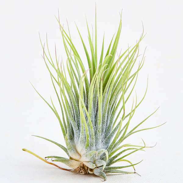 gog-plants-air-plant-tillandsia-ionantha-guatemala-medium-plant-16968579580044.jpg