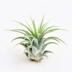 Air Plant, Tillandsia ionantha Guatemala (Small) - Plant - APT-538655
