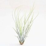 Air Plant, Tillandsia juncifolia (Medium) - Plant - APT-158975
