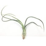 Air Plant, Tillandsia pseudobelayi - Plant - APT-842738