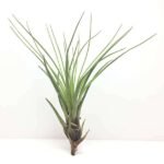 Air Plant, Tillandsia tricolor (Big) - Plant - APT-605523