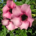 Allamanda Tiger (Peach Orange) - Plant - ATO-209515