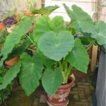 Alocasia, Elephant Ear (Green) - Plant - AEE-457721
