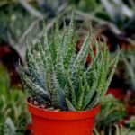 Aloe humilis - Succulent Plant - AHS-204802