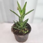 Aloe juvenna - Succulent Plant - AJS-848207