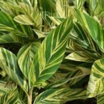 Alpinia Purpurata Variegated - Plant - APV-681370