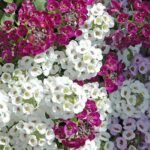 Alyssum (Any Color) - Plant - ACP-648324