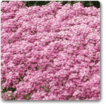 Alyssum (Pink) - Plant - AP-763038