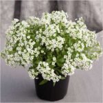 Alyssum (White) - Plant - AP-172708