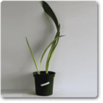 Amaryllis Lily (Any Color) - Plant - ALC-782088