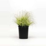 Amazon Mist Carex Grass - Plant - AMC-103084