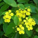Amazonvine, Stigmaphyllon - Plant - ASP-469991
