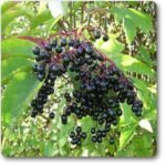 American Elderberry, Sambucus - Plant - AES-857633