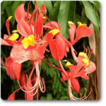 Amherstia nobilis - Plant - ANP-834749