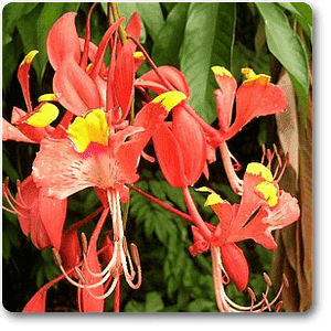 gog-plants-amherstia-nobilis-plant-16968589344908.png