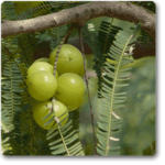 Amla Tree, Indian Gooseberry (Big Fruit, Grown Through Seeds) - Plant - ATI-418190