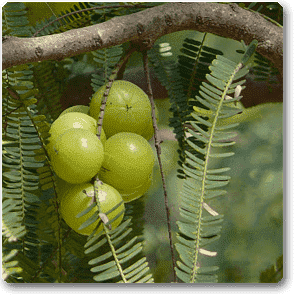 gog-plants-amla-tree-indian-gooseberry-big-fruit-grown-through-seeds-plant-16968589770892.png