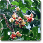 Amoora Rohituka - Plant - ARP-552199