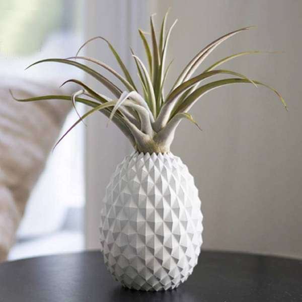 gog-plants-ananas-air-plant-16968591016076.jpg