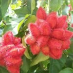 Annatto, Bixa orellana, Shendri, Sindur (Orange Color) - Plant - ABO-308574