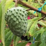 Annona atemoya, Lakshmana phal ( Grown through seeds ) - Plant - AAL-700553