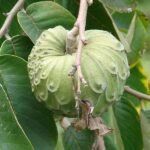 Annona cherimola, Hanuman Phal ( Grafted ) - Plant - ACH-475082