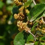 Anogeissus Acuminata - Plant - AAP-213851