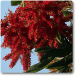 Ant Tree, Triplaris Americana - Plant - ATT-807070