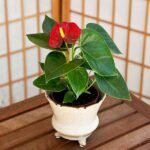 Anthurium (Any Color) - Plant - ACP-418528