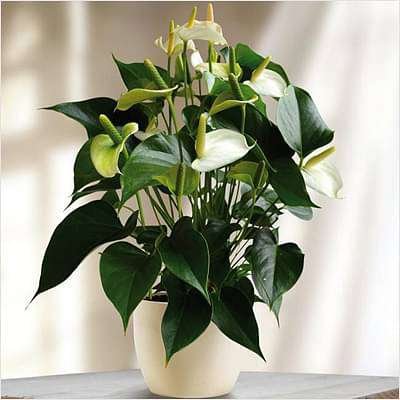 gog-plants-anthurium-white-plant-16968594686092.jpg