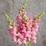 Antirrhinum, Snapdragon (Pink) - Plant - ASP-512076