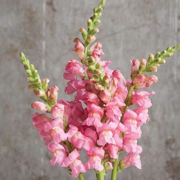 gog-plants-antirrhinum-snapdragon-pink-plant-17028163534988.jpg