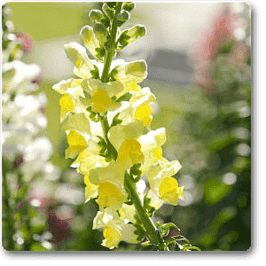 gog-plants-antirrhinum-snapdragon-yellow-plant-16968595603596.png