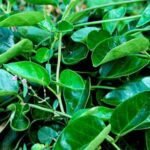 Antmool, Dambel - Plant - ADP-963347