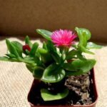 Aptenia, Heartleaf Ice - Succulent Plant - AHI-597341