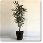 Aralia Black - Plant - ABP-863442