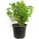 Aralia Green - Plant - AGP-689560