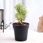 Aralia Miniature White - Plant - AMW-426107
