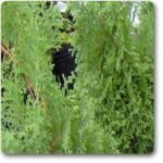 Arborvitae - Plant - AP-918683