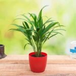 Areca Palm (Small) - Plant - APP-269521