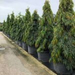 Ashoka Tree, Polyalthia longifolia - Plant - ATP-382180