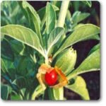 Ashwagandha - Plant - AP-697413