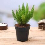 Asparagus Meyeri - Plant - AMP-422709