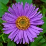 Aster (Any Color) - Plant - ACP-774453